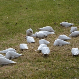 Cacatua sanguinea at Queanbeyan East, NSW - 11 Jul 2022