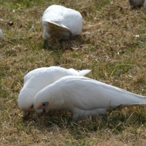 Cacatua sanguinea at Queanbeyan East, NSW - 11 Jul 2022