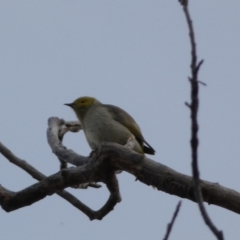 Ptilotula penicillata (White-plumed Honeyeater) at Queanbeyan, NSW - 11 Jul 2022 by SteveBorkowskis
