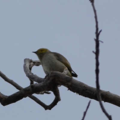 Ptilotula penicillata (White-plumed Honeyeater) at Queanbeyan, NSW - 11 Jul 2022 by SteveBorkowskis