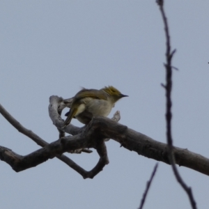 Ptilotula penicillata at Queanbeyan, NSW - 11 Jul 2022