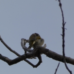 Ptilotula penicillata at Queanbeyan, NSW - 11 Jul 2022