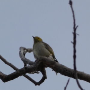 Ptilotula penicillata at Queanbeyan, NSW - 11 Jul 2022