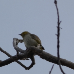 Ptilotula penicillata at Queanbeyan, NSW - 11 Jul 2022