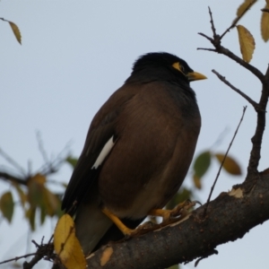 Acridotheres tristis at Queanbeyan East, NSW - 11 Jul 2022