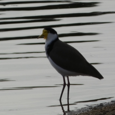 Vanellus miles (Masked Lapwing) at Queanbeyan River - 11 Jul 2022 by Steve_Bok