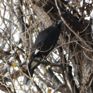 Strepera graculina at Queanbeyan East, NSW - 11 Jul 2022