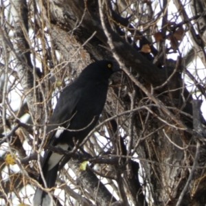 Strepera graculina at Queanbeyan East, NSW - 11 Jul 2022