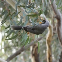 Manorina melanocephala (Noisy Miner) at Queanbeyan East, NSW - 11 Jul 2022 by SteveBorkowskis