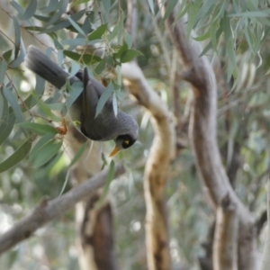 Manorina melanocephala at Queanbeyan East, NSW - 11 Jul 2022