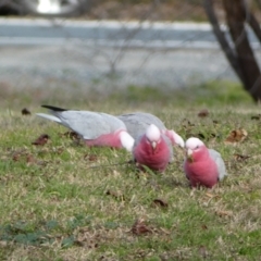 Eolophus roseicapilla (Galah) at Queanbeyan East, NSW - 11 Jul 2022 by Steve_Bok