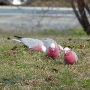 Eolophus roseicapilla at Queanbeyan East, NSW - 11 Jul 2022