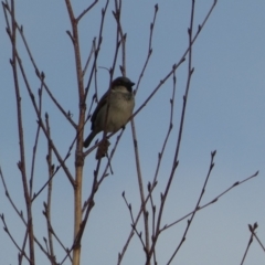 Passer domesticus (House Sparrow) at Queanbeyan River - 11 Jul 2022 by Steve_Bok