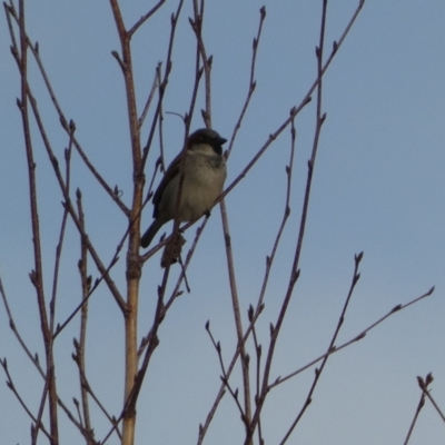 Passer domesticus (House Sparrow) at Queanbeyan, NSW - 11 Jul 2022 by Steve_Bok