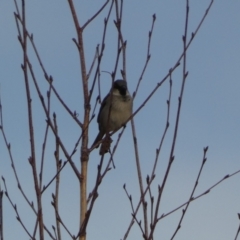 Passer domesticus at Queanbeyan, NSW - 11 Jul 2022