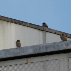 Passer domesticus at Queanbeyan, NSW - 11 Jul 2022