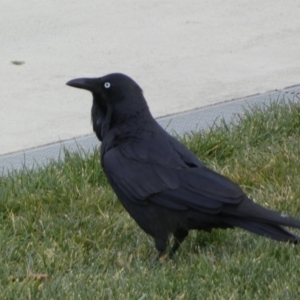 Corvus coronoides at Queanbeyan, NSW - 11 Jul 2022