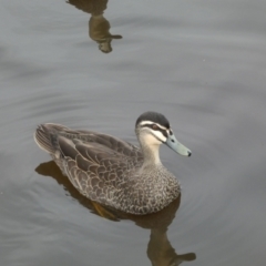 Anas superciliosa (Pacific Black Duck) at Queanbeyan River - 11 Jul 2022 by Steve_Bok