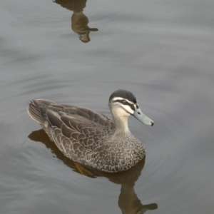 Anas superciliosa at Queanbeyan, NSW - 11 Jul 2022