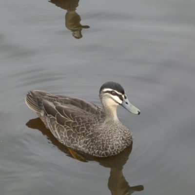 Anas superciliosa (Pacific Black Duck) at Queanbeyan River - 11 Jul 2022 by Steve_Bok