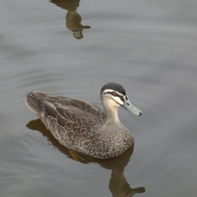 Anas superciliosa (Pacific Black Duck) at Queanbeyan, NSW - 11 Jul 2022 by SteveBorkowskis