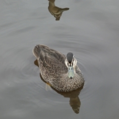 Anas superciliosa at Queanbeyan, NSW - 11 Jul 2022