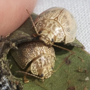 Paropsis atomaria at Evatt, ACT - 28 Jun 2022