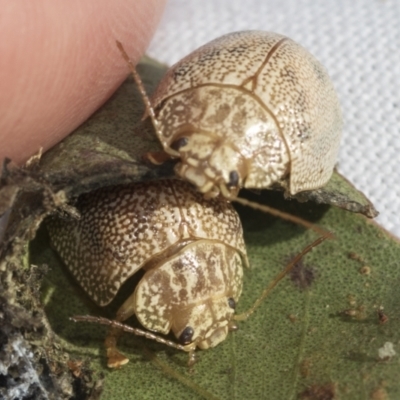 Paropsis atomaria (Eucalyptus leaf beetle) at Evatt, ACT - 28 Jun 2022 by AlisonMilton