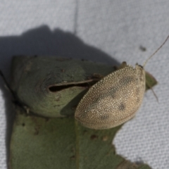 Paropsis atomaria at Evatt, ACT - 28 Jun 2022 04:06 PM