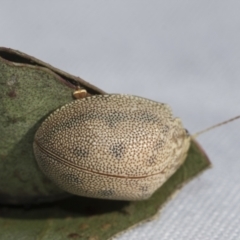 Paropsis atomaria at Evatt, ACT - 28 Jun 2022