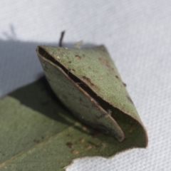 Paropsis atomaria at Evatt, ACT - 28 Jun 2022