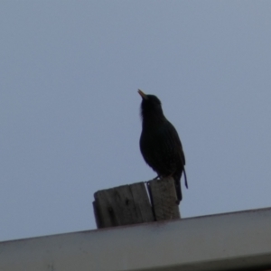 Sturnus vulgaris at Queanbeyan, NSW - 11 Jul 2022