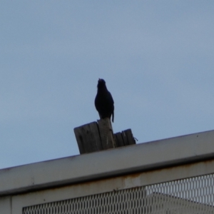 Sturnus vulgaris at Queanbeyan, NSW - 11 Jul 2022 05:01 PM