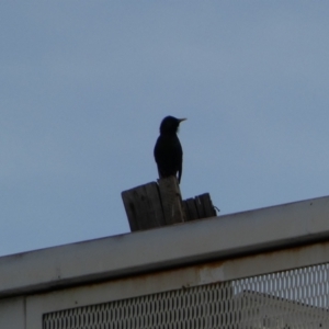 Sturnus vulgaris at Queanbeyan, NSW - 11 Jul 2022 05:01 PM