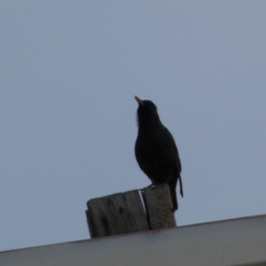 Sturnus vulgaris at Queanbeyan, NSW - 11 Jul 2022 05:01 PM