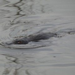 Ornithorhynchus anatinus (Platypus) at Queanbeyan, NSW - 11 Jul 2022 by Steve_Bok