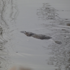 Ornithorhynchus anatinus at Queanbeyan, NSW - 11 Jul 2022