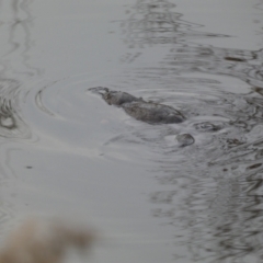 Ornithorhynchus anatinus at Queanbeyan, NSW - 11 Jul 2022