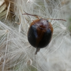 Dicranosterna immaculata (Acacia leaf beetle) at Jindabyne, NSW - 13 Mar 2022 by Birdy