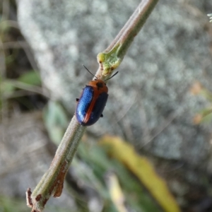 Calomela curtisi at Jindabyne, NSW - 13 Mar 2022