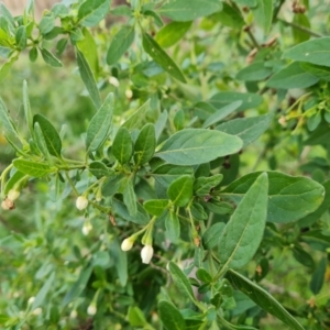 Solanum chenopodioides at Jerrabomberra, ACT - 11 Jul 2022