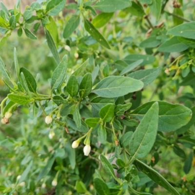 Solanum chenopodioides (Whitetip Nightshade) at Jerrabomberra, ACT - 11 Jul 2022 by Mike