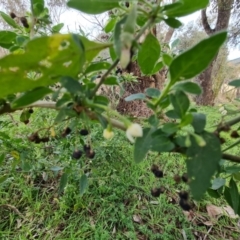 Solanum chenopodioides at Jerrabomberra, ACT - 11 Jul 2022 02:43 PM