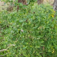 Solanum chenopodioides at Jerrabomberra, ACT - 11 Jul 2022 02:43 PM