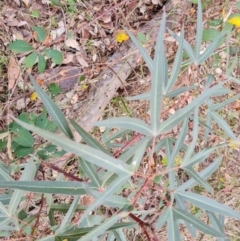 Brachychiton populneus (Kurrajong) at Mount Mugga Mugga - 11 Jul 2022 by Mike