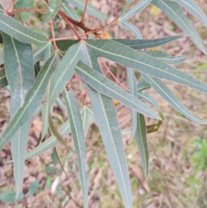 Brachychiton populneus at O'Malley, ACT - 11 Jul 2022