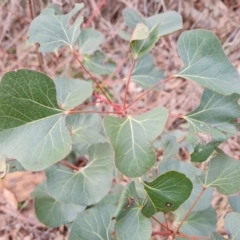 Brachychiton populneus at O'Malley, ACT - 11 Jul 2022 03:41 PM