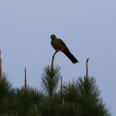 Alisterus scapularis (Australian King-Parrot) at Goulburn, NSW - 9 Jul 2022 by Rixon