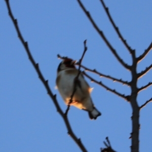 Carduelis carduelis at Goulburn, NSW - 7 Jul 2022