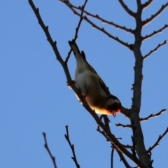 Carduelis carduelis at Goulburn, NSW - 7 Jul 2022